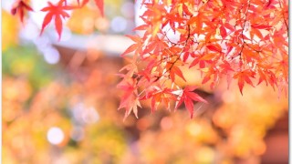 鎌倉紅葉デートスポットは?おすすめランチは?ライトアップは?