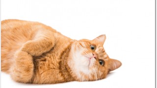 賃貸マンションで猫の臭いを消す方法は?原因は?対策は?