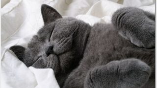 猫を飼いたいけどどこで探す?必要なものは?お金はどのくらいかかるの?