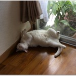 猫は暑さに強い弱いどっち?暑さの対策にエアコンは必要なの?