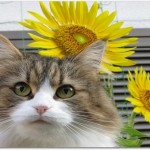 猫って夏は暑いの?夏毛と冬毛がある?夏バテはしないの?