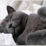 猫を飼いたいけどどこで探す?必要なものは?お金はどのくらいかかるの?